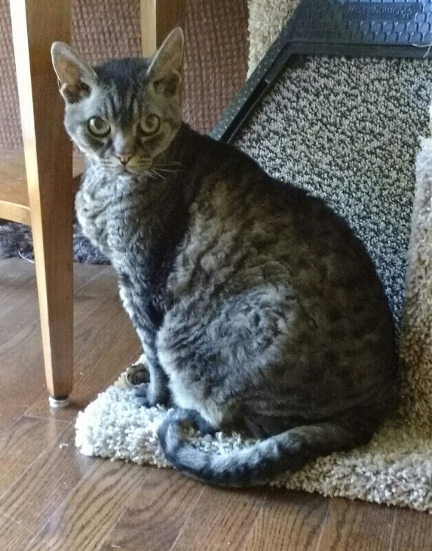 CAT VISITS & CAT SITTER - Richmond Hill, Oak Ridges, Thornhill in Cats & Kittens for Rehoming in Markham / York Region - Image 3