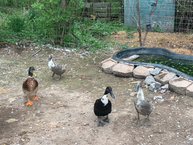 Runner Hatching Duck Eggs  in Livestock in Ottawa - Image 2