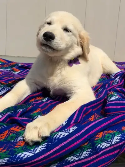 Puppies for sale, View more
