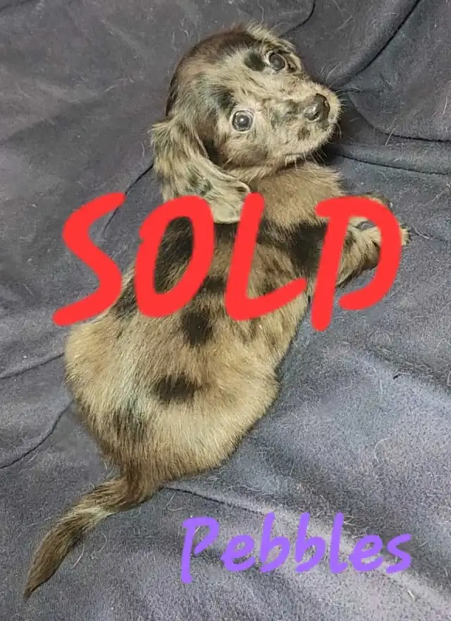 ALL SOLD! Mini Dachshund Puppies in Dogs & Puppies for Rehoming in Strathcona County - Image 2