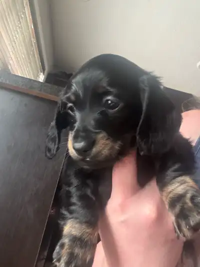 miniature dachshund puppy for sale, View more