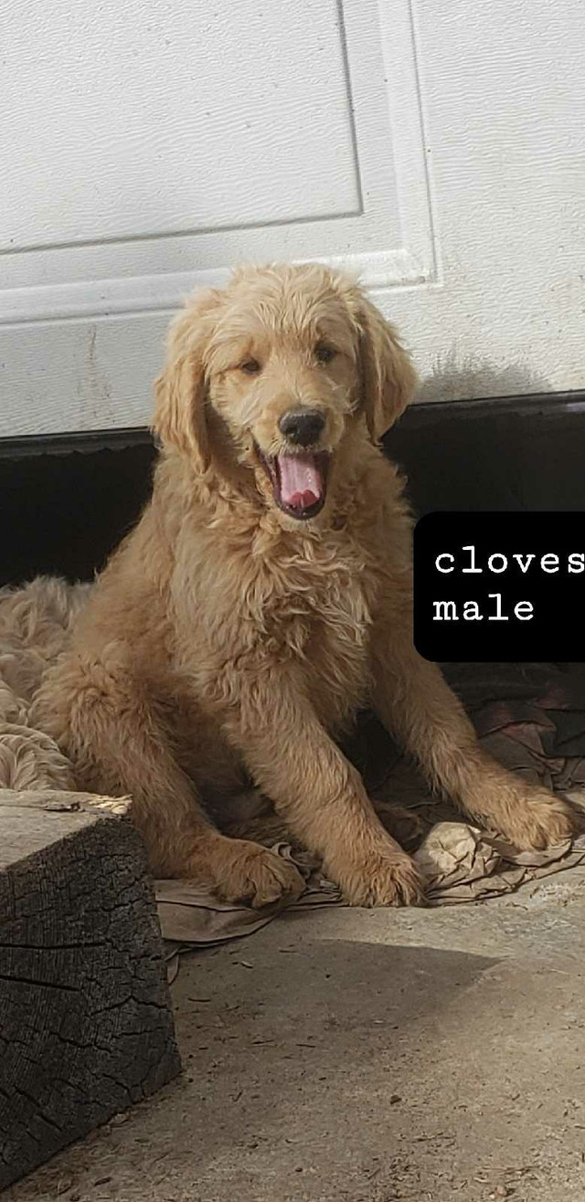  Golden doodle puppies. Gorgeous and loving ❤  in Dogs & Puppies for Rehoming in Prince George - Image 4