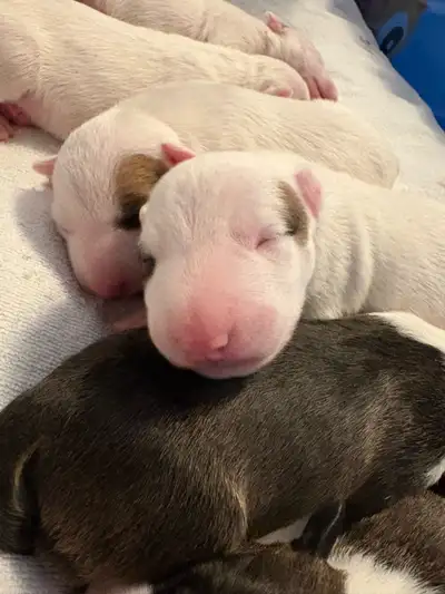 English Bull Terrier Puppies, View more