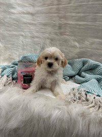 Toy Maltipoo Puppies ~ vaccinated, healthy, pee pad trained