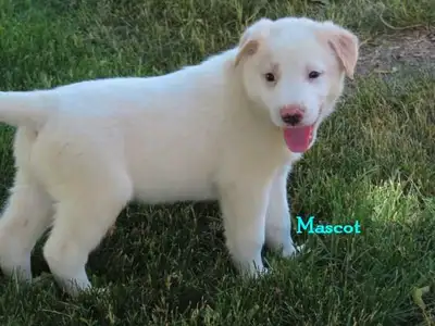Border collie mix. , View more