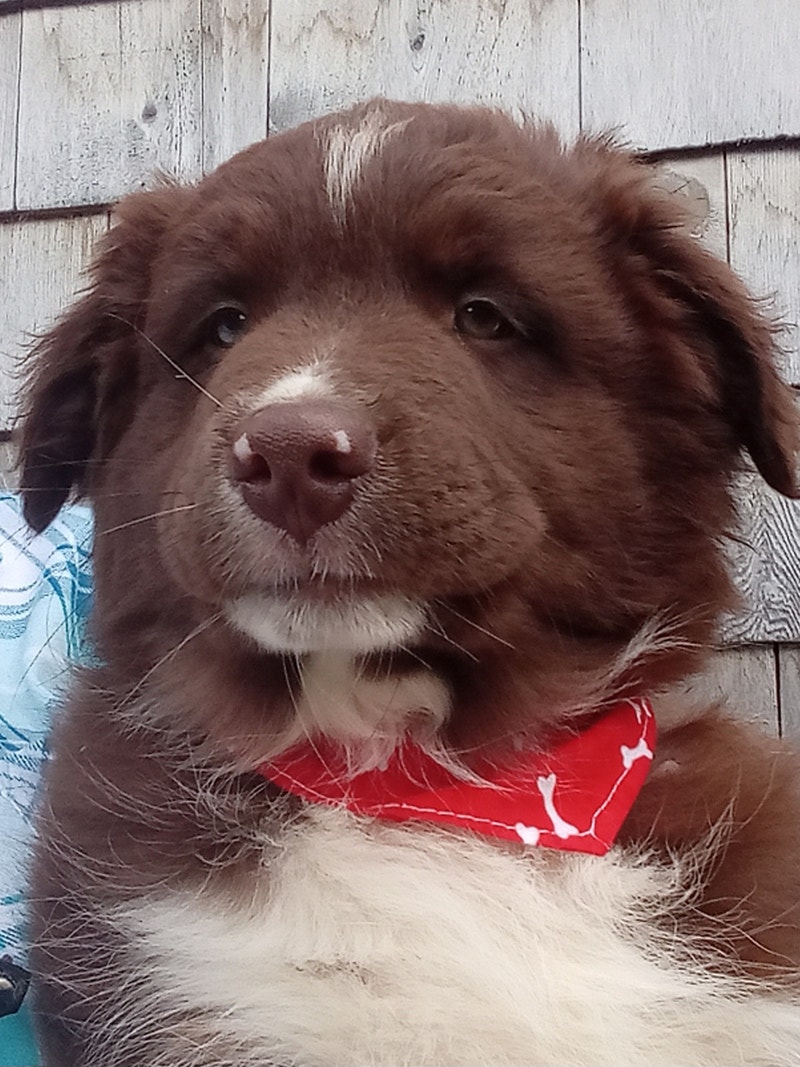 Beautiful puppies Dogs & Puppies for Rehoming Bathurst Kijiji