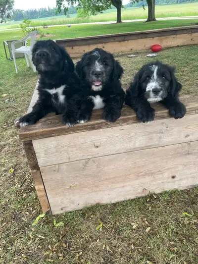 Old English sheepdog cross puppies for sale!, View more