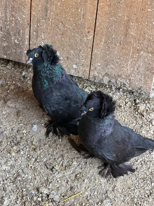 English trumpeter pair in Livestock in Owen Sound - Image 2