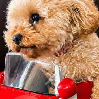Toy Poodle, View more