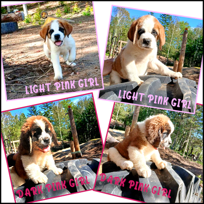 12 St. Bernard Puppies! 3 left. Ready Now!, View more