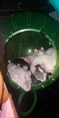 Rats for adoption