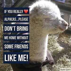 Before buying alpacas please read :, View more