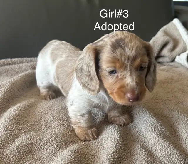 adorable Long Haired Miniature Dachshund in Dogs & Puppies for Rehoming in Mississauga / Peel Region - Image 5