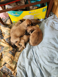 Puppies looking for good homes!