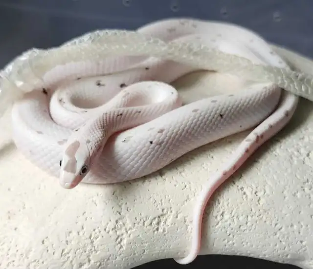 Last Baby Palmetto Corn Snake! | Reptiles & Amphibians for Rehoming ...