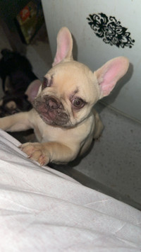GREEN EYES 11 WEEK FEMALE FRENCHY FOR SALE
