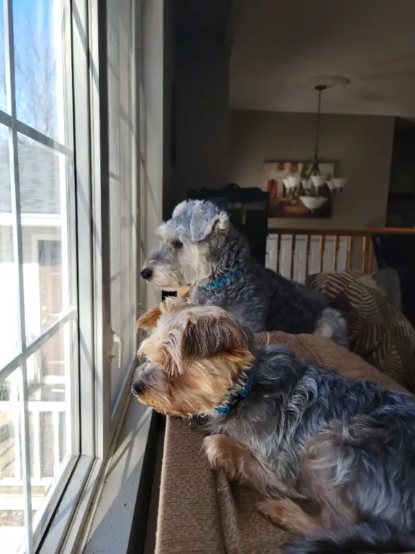 Pet Sitter in Animal & Pet Services in Saint John - Image 3