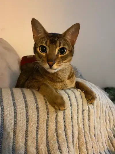 Bonjour je vous présente Lou, Malheureusement je dois me départir de mon chat de 3 ans Qui est attac...