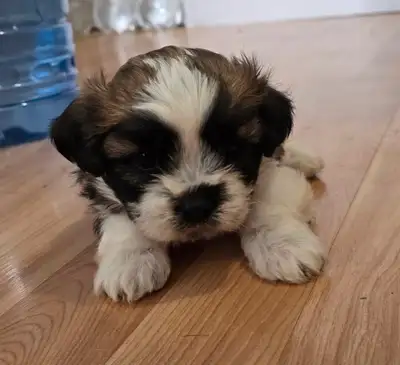Ready for new home first week of June. Well socialized, use to children and other pets. Fully weaned...
