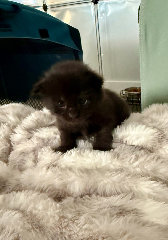 Maine Coon Purebred Kitten in Cats & Kittens for Rehoming in Saint John - Image 3