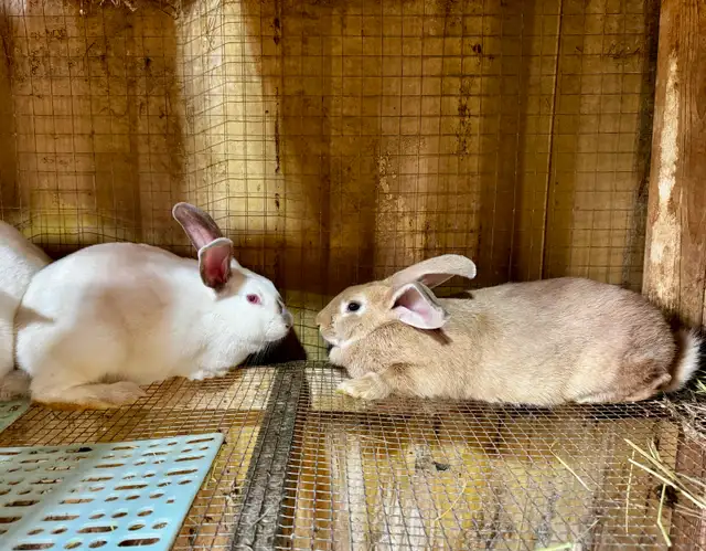 New Zealand x Rabbits for Sale. Breeding Trios available. Vernon in Livestock in Vernon - Image 7