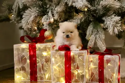 Adorable Pomeranian Puppies for Sale, View more