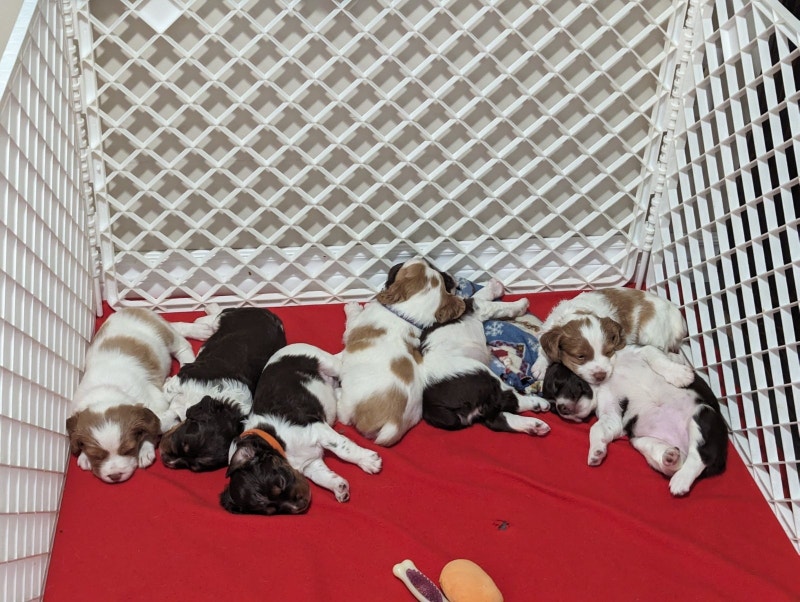 CKC reg'd Brittany Spaniel puppies. Dogs & Puppies for Rehoming