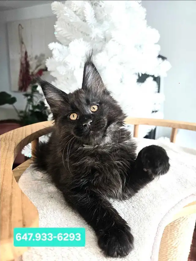 ADORABLE MAINE COONS  XL registered