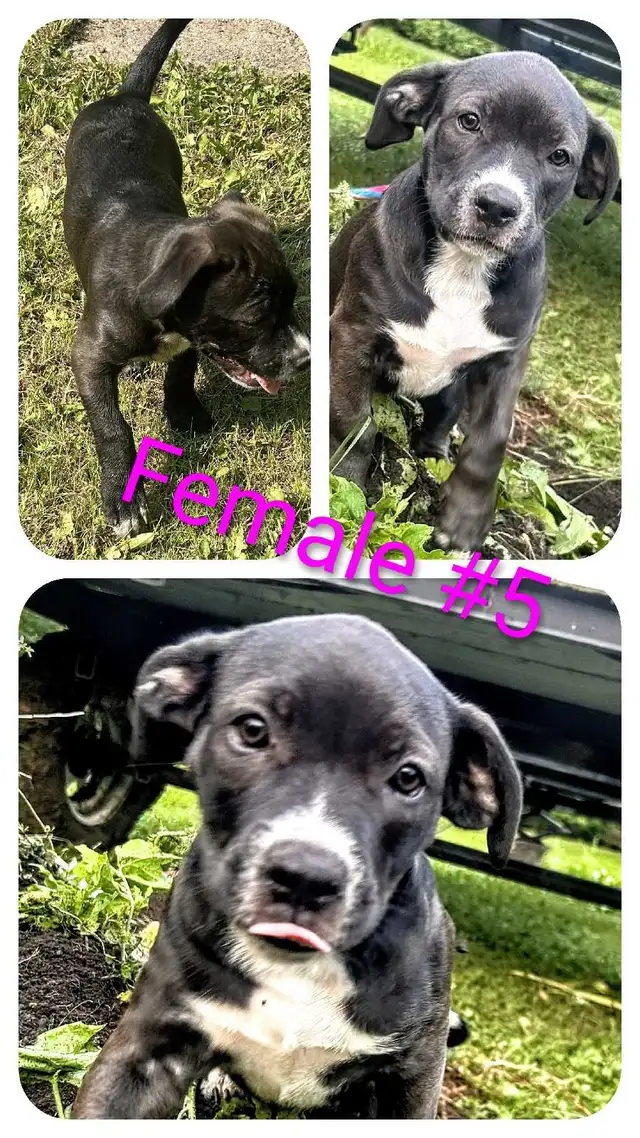 6 Pitsky ( Pitbull/Husky) Puppies Available!!!