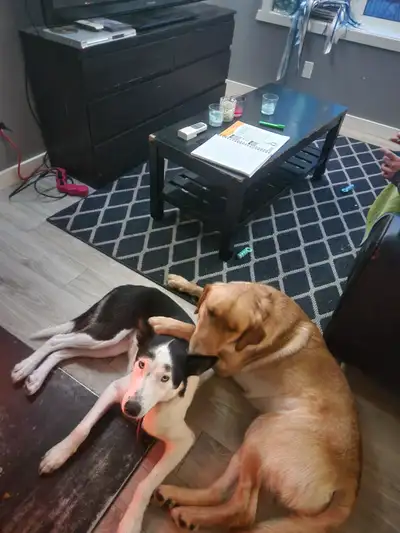 Retriever Husky pupies, View more