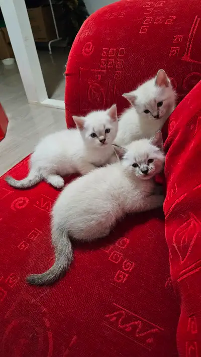 3 wonderful Ragdoll/Snow Bengal male kittens for rehoming, View more
