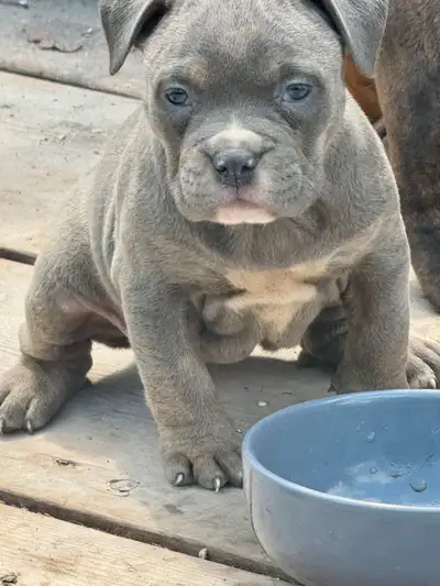 ENGLISH BULLDOG X, View more