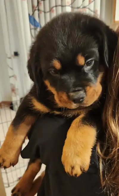 Rottweilers born Sept 30th, View more