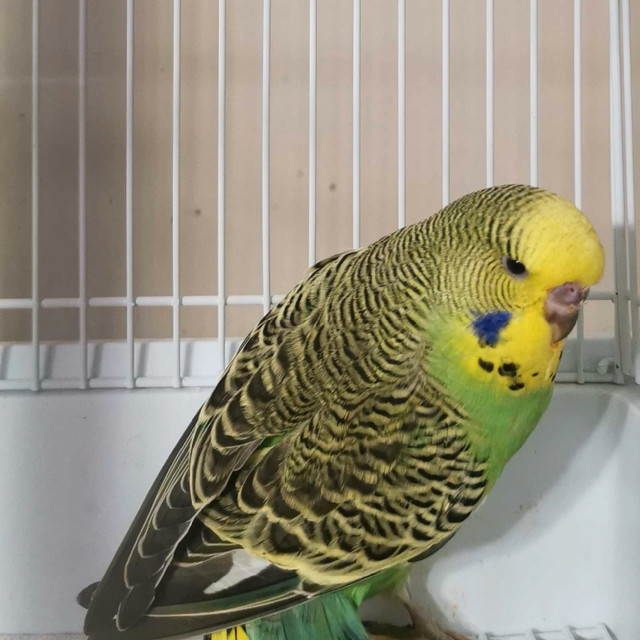 Hand tame English Budgies in Birds for Rehoming in Kitchener / Waterloo - Image 4