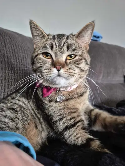 Persian tabby mix , View more