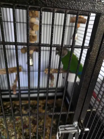 Cage pour perroquet avec perchoir ́a conure inclus , View more