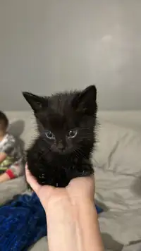 Male Kitten 