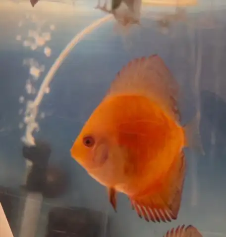 Saint red discus baby on sell in Fish for Rehoming in City of Toronto - Image 3