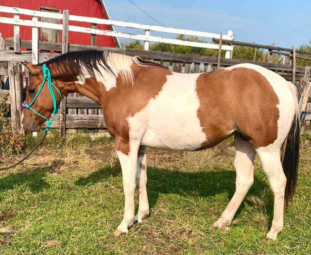 Grade 2020 dun paint mare in Horses & Ponies for Rehoming in Edmonton - Image 2