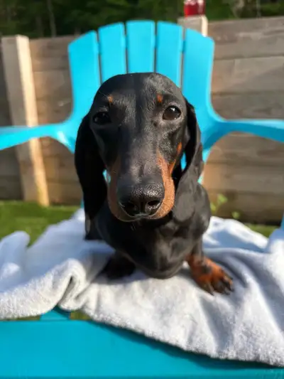 Dachshund Short Hair, View more
