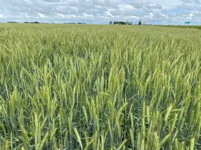 AAC Synergy malt barley - Cert Seed AAC Synergy is a 2 row malt variety with top yields and establis...