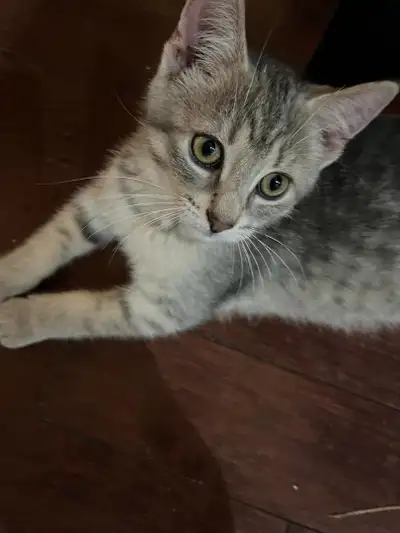 Adorable kittens, British shorthair mixed, View more