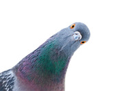 ISO: Pigeons