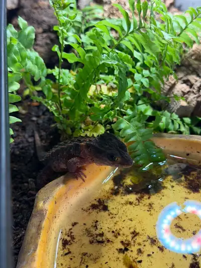 Complete Bioactive White-Eyed Skink Setup + Grow Light (Captive , View more