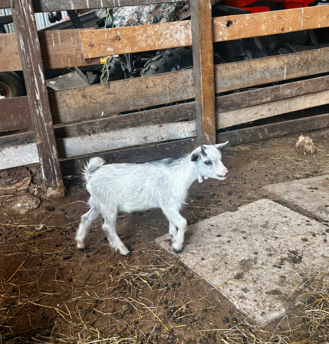 Nigerian Dwarf Buckling in Livestock in Chatham-Kent - Image 2