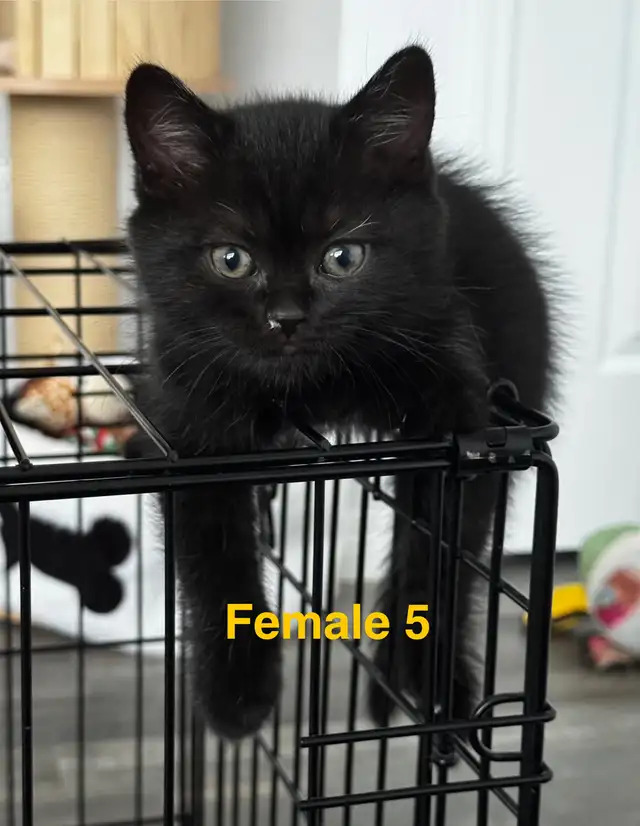 Scottish Fold/Straight kittens, 3 girls left - price inside in Cats & Kittens for Rehoming in Moncton - Image 8