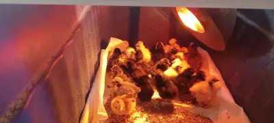 Day Old Barnyard Mix Chick's, View more