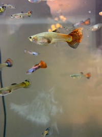 Special 20 adult guppies for $30. 