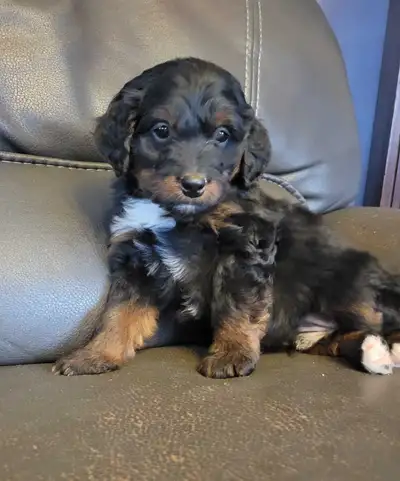 Multigen medium/mini Bernedoodles, View more