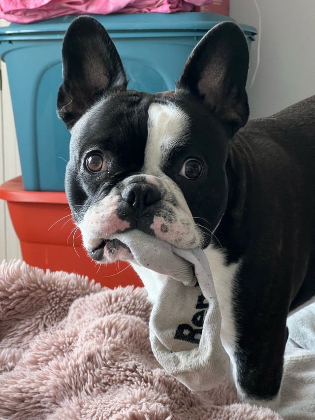 1 year old neutered Frenchton in Dogs & Puppies for Rehoming in Winnipeg - Image 4